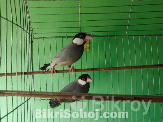 জাভা পাখি